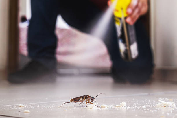 Spider Control Near Me in Aventura, FL